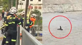 Revelan video inédito del MOMENTO EXACTO en que el rescatista ingresó al río Rímac para salvar a perrito