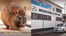 Victimas por Leptospirosis asciende a dos 2 fallecidos en Tumbes: ¿Cómo reconocer sus síntomas?