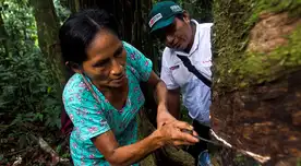 El Serfor presenta un innovador curso online para fortalecer capacidades en gestión forestal