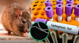 Extraña enfermedad avanza en Perú: ¿Cómo evitar contagiarme de leptospirosis y qué hacer si estoy infectado? Extraña enfermedad avanza en Perú: ¿Cómo evitar contagiarme de leptospirosis y qué hacer si estoy infectado?