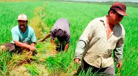Productores de arroz lanzan ultimátum al Gobierno: declaran estado de emergencia o se van a paro indefinido.