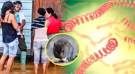 El brote de leptospirosis está relacionado con la presencia de roedores y agua acumulada El brote de leptospirosis está relacionado con la presencia de roedores y agua acumulada