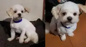 ¡Buscan a Tommy! Perrito lleva más de una semana DESAPARECIDO y su dueña hace desesperado pedido: “Ayúdenme a encontrarlo” ¡Buscan a Tommy! Perrito lleva más de una semana DESAPARECIDO y su dueña hace desesperado pedido: “Ayúdenme a encontrarlo”
