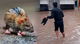 Incrementan los casos de falleidos por leptospirosis, según información del Instituto Nacional de Salud