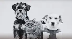 Esta ciudad del Perú solo permitirá tener una sola mascota en el hogar: ¿Qué pasará con los dueños?