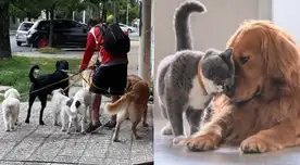 Esta es la multa que tendrán que pagar las familias que tienen más de dos mascotas en casa.