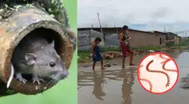 Leptospirosis en alerta: contagios y fallecidos se incrementan en tres regiones del Perú.