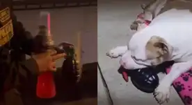 Vecinos confunden juguete de mascota con una granada y dueña termina en la comisaría. Vecinos confunden juguete de mascota con una granada y dueña termina en la comisaría.