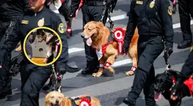 Pese a los reclamos del público, el personal continuó preparando a la delegación canina para su presentación.