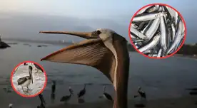 El Niño también golpea a la fauna: pelícanos buscan comida en Chorrillos y una voluntaria pide ayuda.