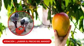 Calor, plagas y enfermedades: ¿qué pasará con la producción de mango en Perú?
