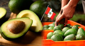 Productores mexicanos enfrentan pérdidas ante el incremento de más ofertas de mercado. Perú es uno de ellos