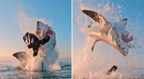 Captan el preciso momento de un tiburón blanco saliendo del mar y sorprende a todos