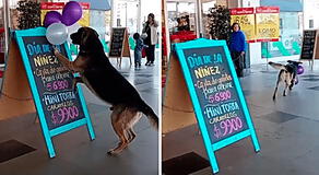 Perrito 'roba' globos en panadería y cámaras lo delatan con las patas en la masa: “Feliz jugando”