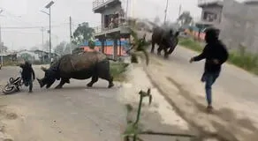 China: Rinoceronte sorprende a motociclista y lo persigue por las calles de Nepal