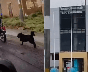 Maltrato animal de sereno en la región de Puno.