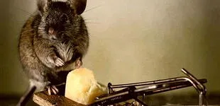 ¿Qué significa soñar con ratas? 7 interpretaciones distintas