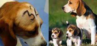¡Indignante! Sacrificarán a 38 perritos sanos luego de experimentar con ellos en España