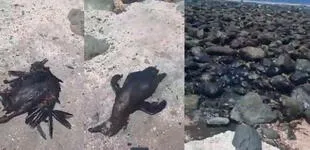 Reportan decenas de animales muertos tras derrame de petróleo en Ventanilla