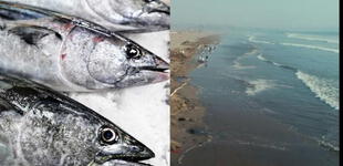 Derrame de petróleo en Ventanilla: Sanipes detalló las características de un pescado en buen estado