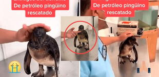 Un pingüinito de Humboldt fue rescatado del derrame de petróleo y veterinario dice que esta "atontado" [VIDEO]