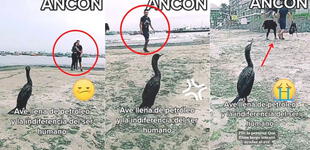 La indiferencia de una pareja que se toma fotos mientras un ave llena de petróleo pedía ayuda en Ancón [VIDEO]