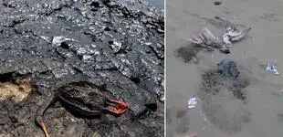 Derrame de petróleo: pescador muestra que no hay limpieza de playas y animales muertos [VIDEO]