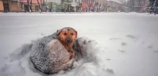 ¡Conmovedor! Niña rusa sobrevive a una tormenta de nieve abrazando a un perro callejero