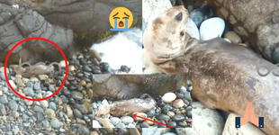 Lobo marino permanece varado y herido en playa de Barranca tras huir del derrame de petróleo en el mar de Ventanilla [VIDEO]