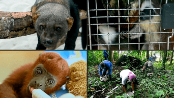 ¿Los animales silvestres son mascotas? Diana Ramos, veterinaria de la Municipalidad de Lima, responde [VIDEO]