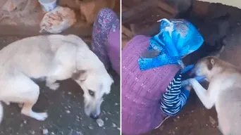 Perrita muestra su agradecimiento a humana por alimentar a sus cachorros