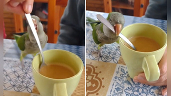 Lorito conmueve en TikTok al 'endulzar' café de singular manera y es viral: "Muy lindo"