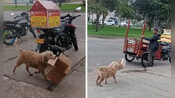 Perrito es viral en TikTok al ayudar a su dueño a juntar cajitas de cartón: "Firulais en todas"