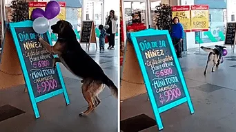 Perrito 'roba' globos en panadería y cámaras lo delatan con las patas en la masa: “Feliz jugando”