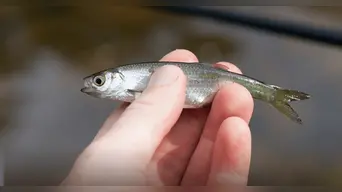 Los dedos humanos provienen del trasero de los peces, según estudio científico.