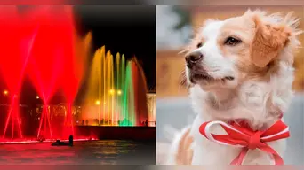 Circuito Mágico del Agua realizará un homenaje al Perro Pastor Chiribaya: ¿a qué hora inicia el evento?