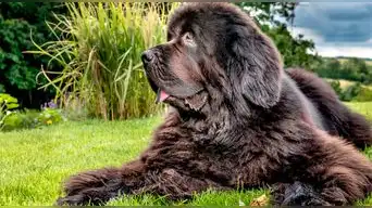 Tu mejor amigo envejece: cómo cuidar a un perro mayor para que viva sus últimos años con alegría