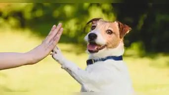 Comportamiento canino: por qué los perros nos tocan con la pata