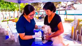 ¡Cuida a tu mascota sin costo! Asiste a la campaña veterinaria gratuita este viernes 12 de diciembre