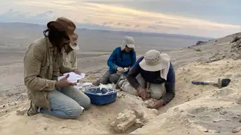 Paleontólogos peruanos revelan el origen de una nueva especie de lobo marino.