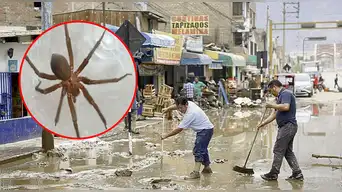 Minsa ADVIERTE sobre la presencia de arañas VENENOSAS en zonas afectadas por lluvias y huaicos: ¿cómo identificarlas?