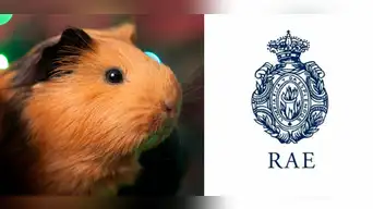 La RAE destaca al cuy peruano: esta es la forma correcta de escribir el nombre del superalimento andino