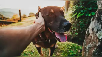 BUENAS NOTICIAS para las mascotas: la FDA autoriza Vetmedin, el MEDICAMENTO que protege el corazón de los perros