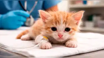 El “COVID de los gatos”: el virus que se expande en el mundo y pone en riesgo a los michis, ¿qué es y cuáles son sus síntomas?