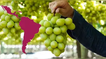 Este es el país de Latinoamérica que produce más de 1,7 millones de toneladas de uva y se impone a Perú y Estados Unidos