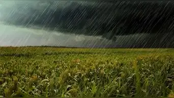 Confirmado | Senamhi advierte que persistencia de lluvias aumenta el peligro de enfermedades en los cultivos de estas zonas