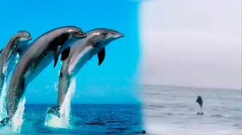 Vecinos reportan sorprendente avistamiento de delfines muy cerca de la orilla en La Herradura, Chorrillos