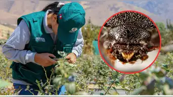 SENASA confirma emergencia fitosanitaria: peligroso INSECTO llegó desde la India