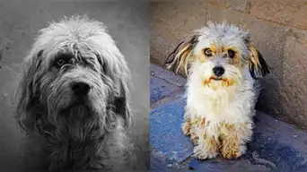 Chaku cusqueño: Conoce al "protector de los Andes" que busca ser reconocido como patrimonio cultural de la Nación