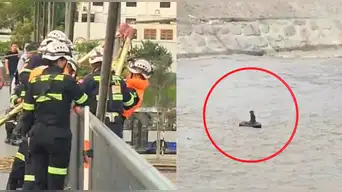 Revelan video inédito del MOMENTO EXACTO en que el rescatista ingresó al río Rímac para salvar a perrito